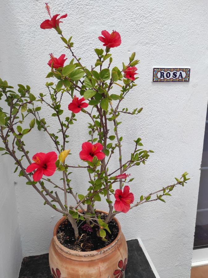 Ferienwohnung Rosa Eden La Asomada  Exterior foto